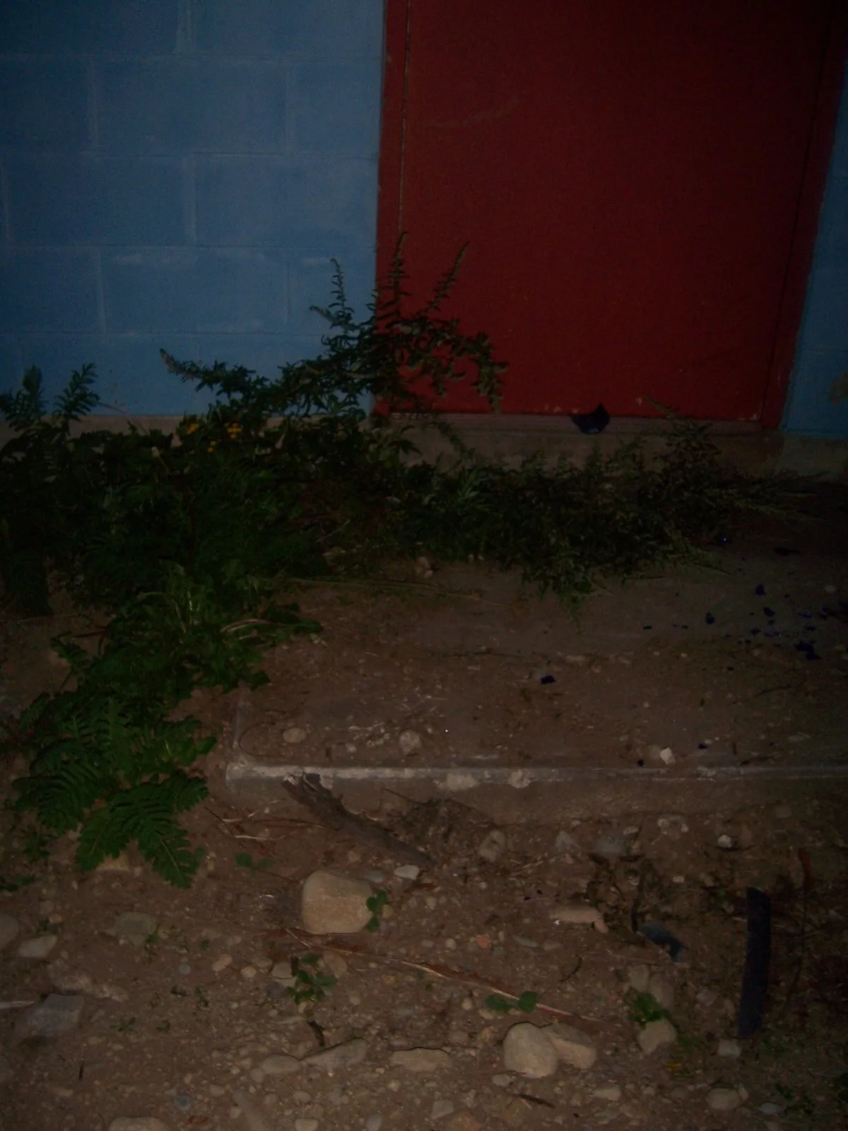 A red door at night beside a blue block wall, with plants growing up from bare ground in front